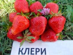 Клубника.