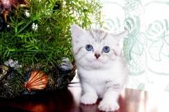 Британская кошка.