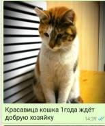 Сибирская кошка.