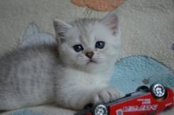 Британская кошка.
