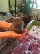 Шотландская вислоухая кошка.