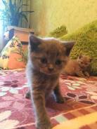 Шотландская прямоухая кошка.