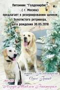 Золотистый ретривер.