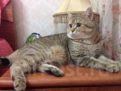 Британская кошка.