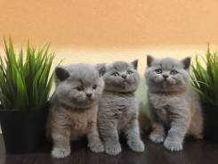 Британская кошка.