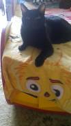 Кошки.