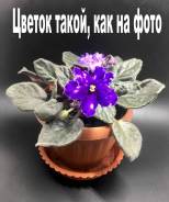 Фиалка.