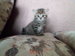 Шотландская кошка.