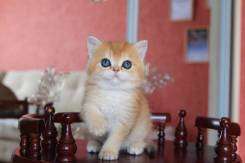 Британская кошка.