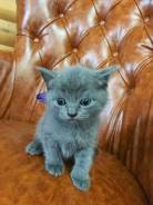 Шотландская кошка.
