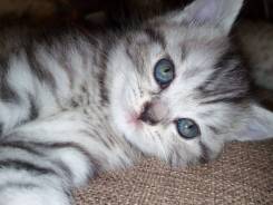 Шотландская кошка.