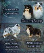 Шелти.
