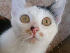 Вязка кошек.
