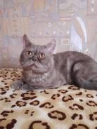 Вязка кошек.