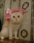 Шотландская кошка.