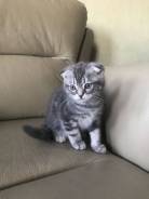 Британская кошка.