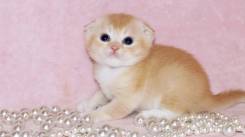 Шотландская вислоухая кошка.