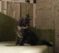 Котенок (девочка), 2 мес