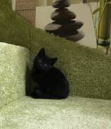 Котенок -девочка
