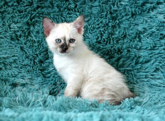 Котёнок породы Меконгский бобтейл - Кошки в Хабаровске