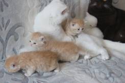 Британская кошка.