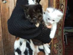 Котёнок