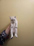 Шотландская прямоухая кошка.