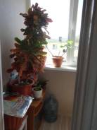 Кротон.
