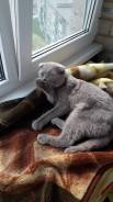 Шотландская вислоухая короткошерстная кошка.