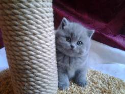 Британская кошка.