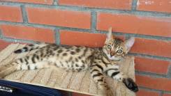 Бенгальская кошка.