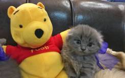 Шотландская вислоухая кошка.