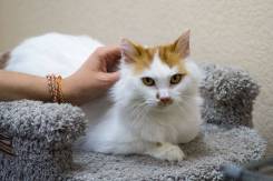 Кошки.