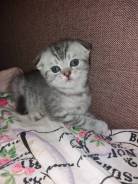 Шотландская вислоухая кошка.