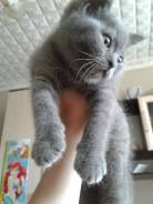 Шотландская кошка.