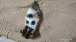 Котёнок =) с окрасом Калико