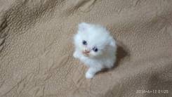Шотландская вислоухая кошка.