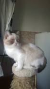 Шотландская прямоухая кошка.
