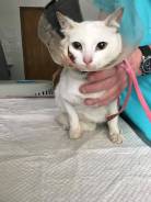 Кошки.
