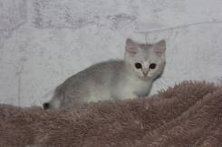 Британская кошка.