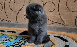 Шотландская кошка.