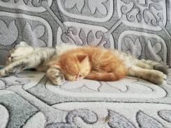 Экзотическая короткошерстная кошка.
