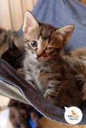 Лючия - кошка, которая никогда не сдается