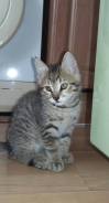 Отдам милых котят