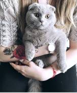 Шотландская вислоухая короткошерстная кошка.