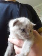 Шотландская кошка.