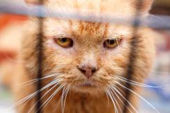 Кот Круассан никогда не сдается