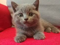 Шотландская прямоухая кошка.