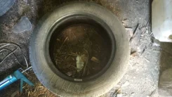 Kleber Dynaxer. ������, �/�, ����� 60�%