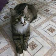 Кошки.